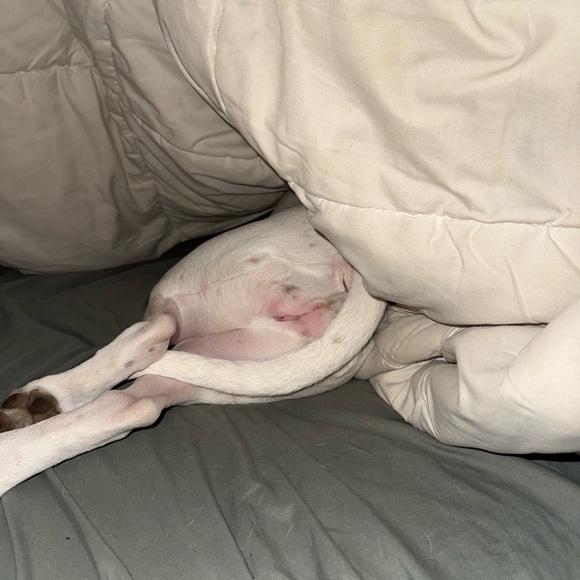 Bowie’s Treat Jar +Free Shipping!! - Picture 15 of 15